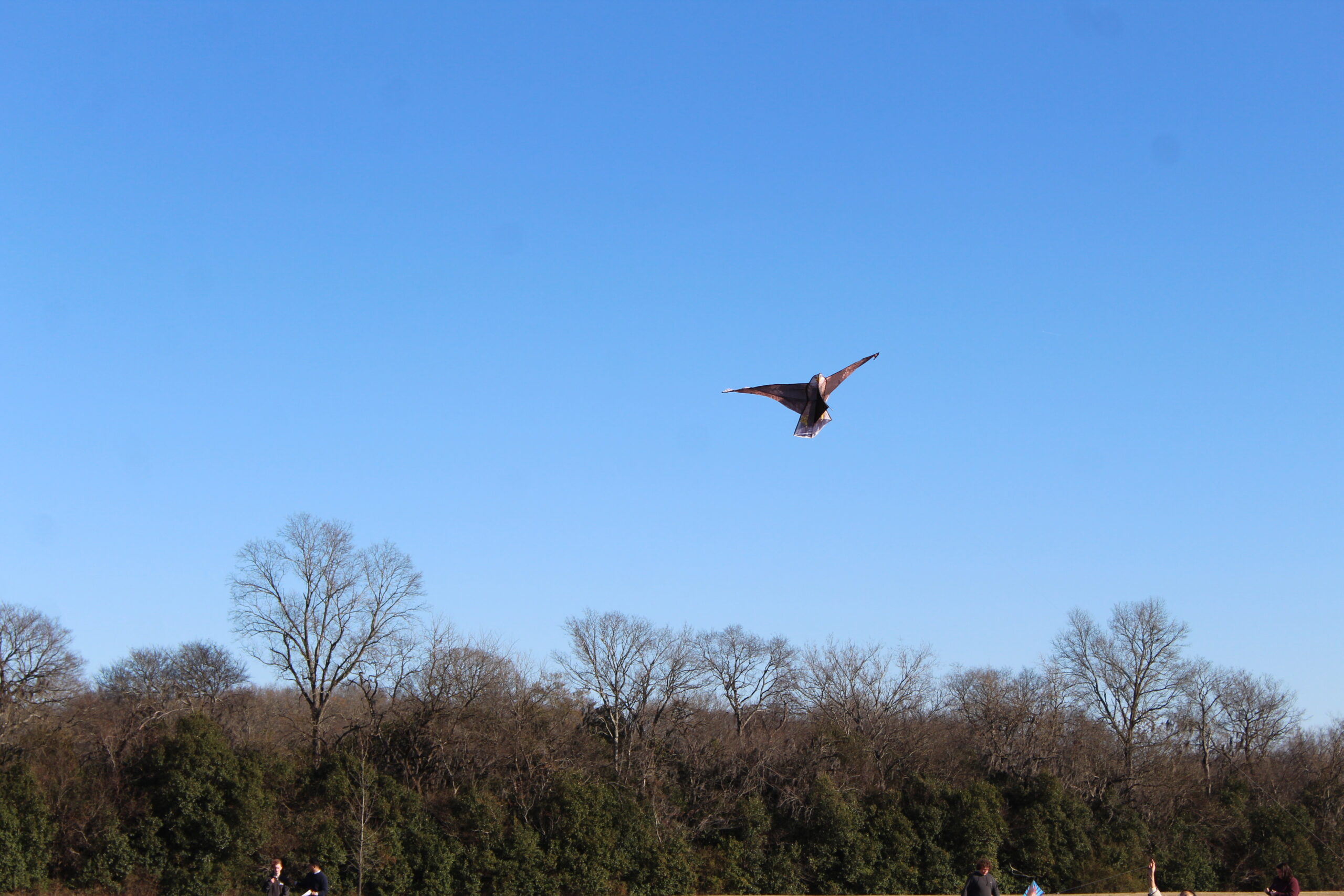 IMG_2985 IMG_2985